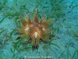 Long-spined Sea Urchin (Blue Spotted Sea Urchin) by Hansruedi Wuersten 